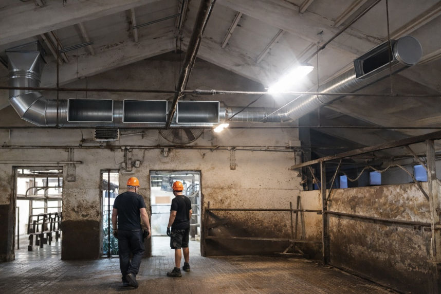 HPQ chłodzenie krów