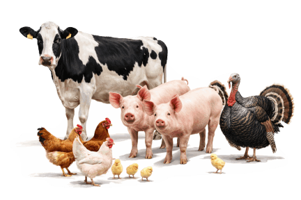 Projektowanie budynków inwentarskich