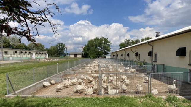 HPQ wentylacja gęśnika